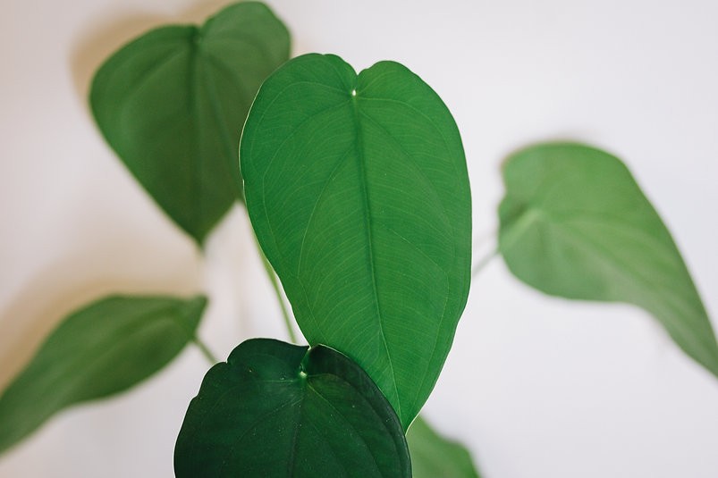 Syngonium Chiapense