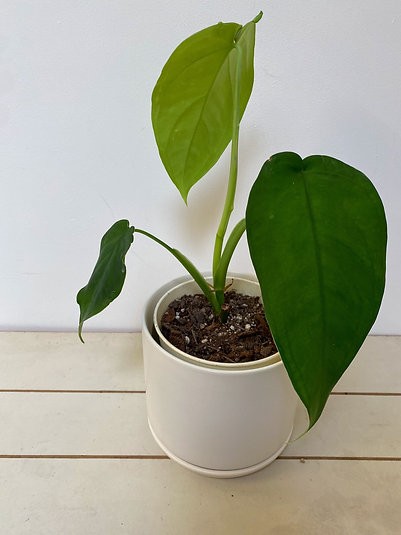 Syngonium Chiapense