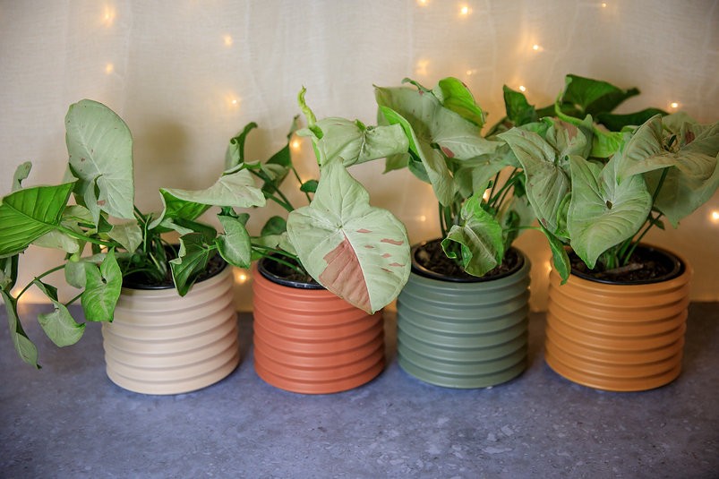 Syngonium Confetti