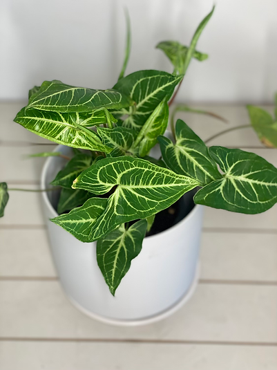 Syngonium Noak