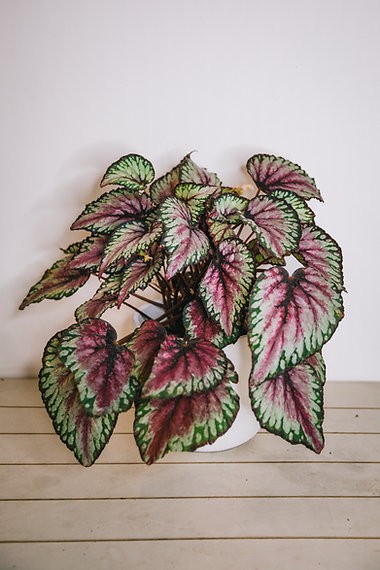 Mother's Day plant + candle bundle