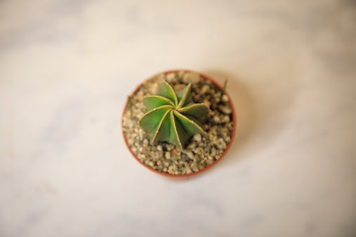 Bishops Cap Cactus "Astrophytum myriostigma"