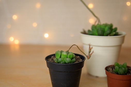 Haworthia Cooperi