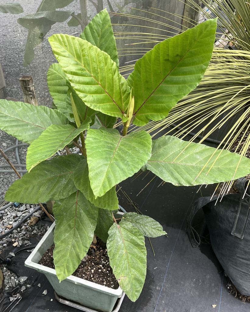Ficus dammaropsis Dinner Plate Fig