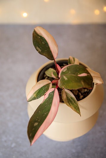 Hanover Cover Pot