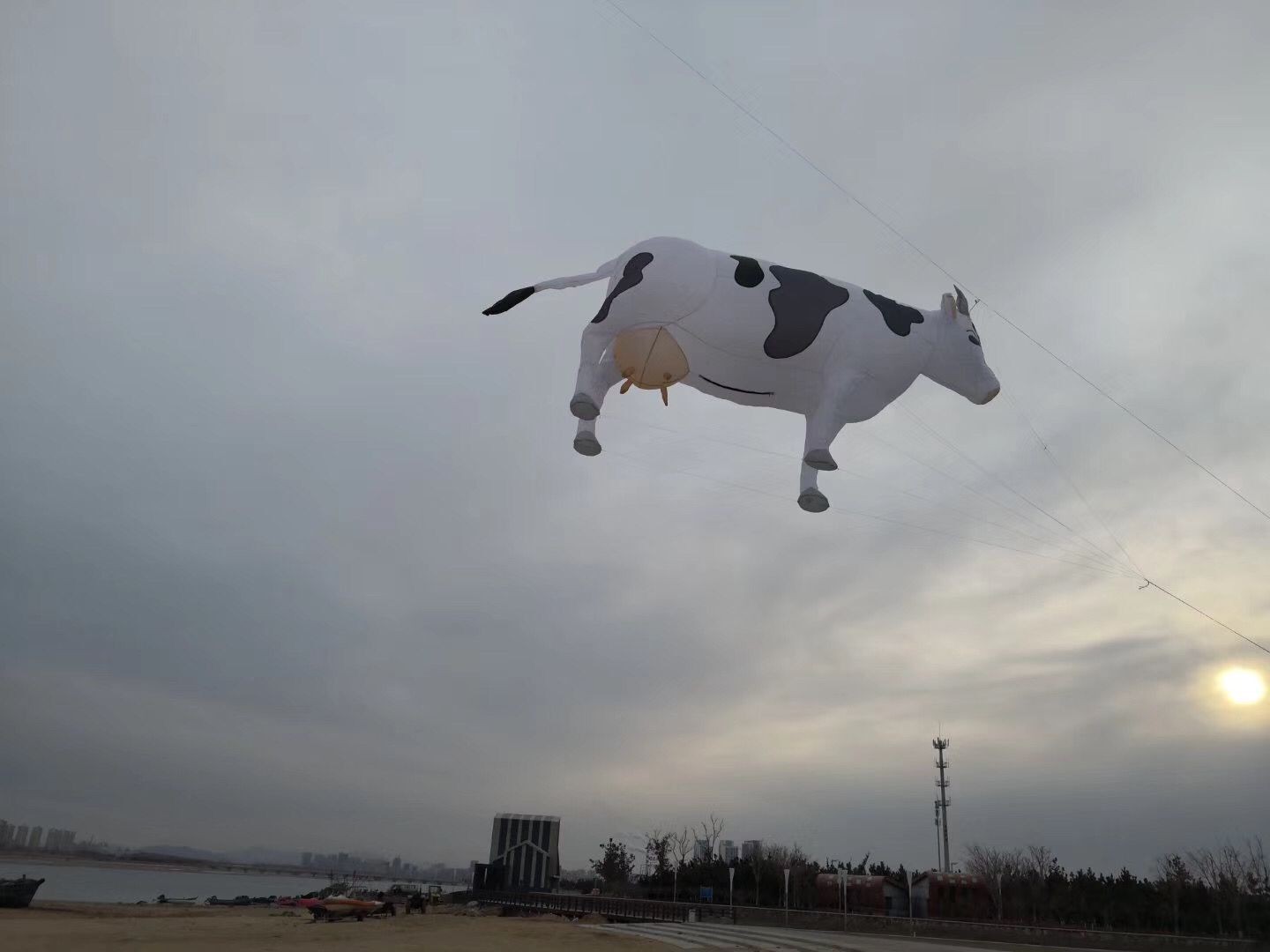 Daisy Cow: Soft, Three Meters with Pink tits