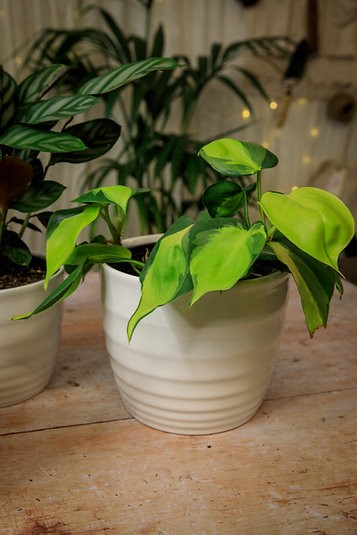 Rippled Cover Pot