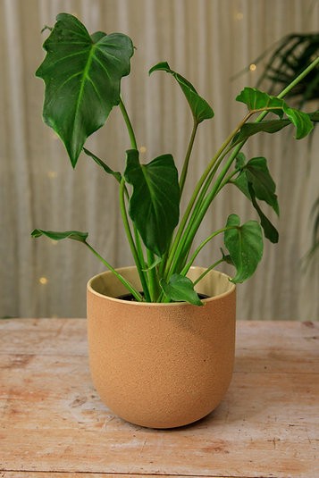 The Fot Pot